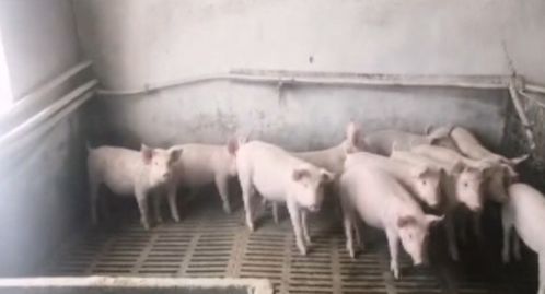 畜牧部門多措并舉應對暴雪 備足飼料、強化防寒，保障畜牧漁業平穩運行