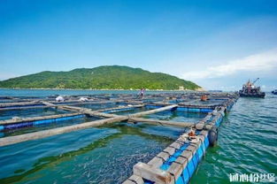 廣東珠海發布水產養殖臺風災后恢復生產技術措施要點，助力畜牧漁業飼料銷售與產業復蘇
